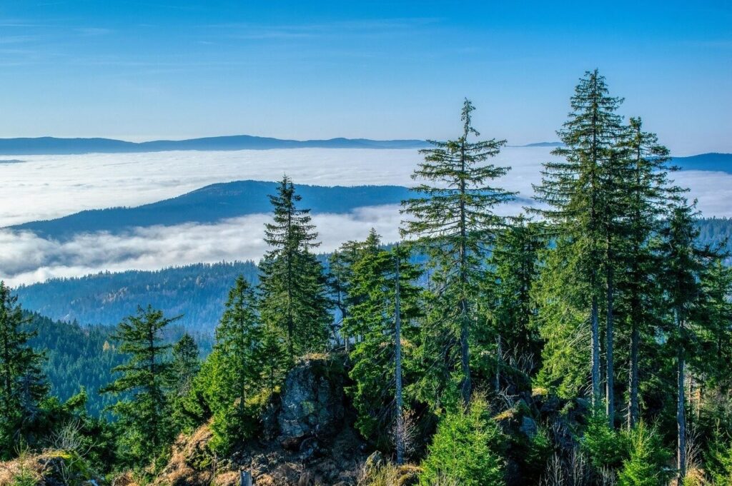 Nebelmeer über dem Bayerischen Wald
