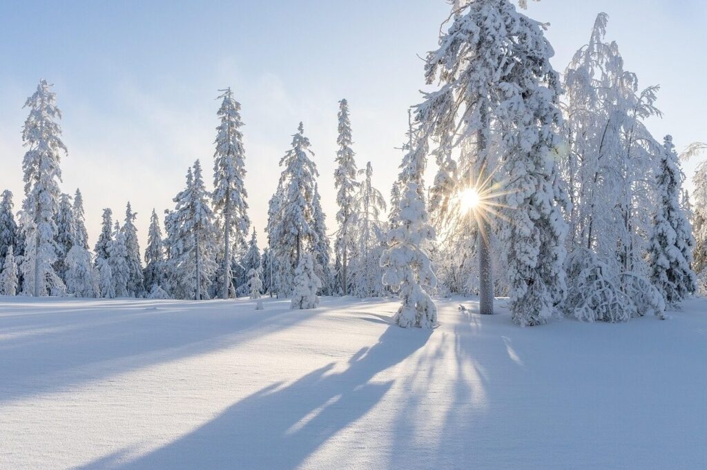 Verschneiter Winterwald